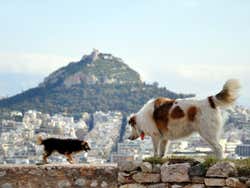 Chiens dans l'Acropole